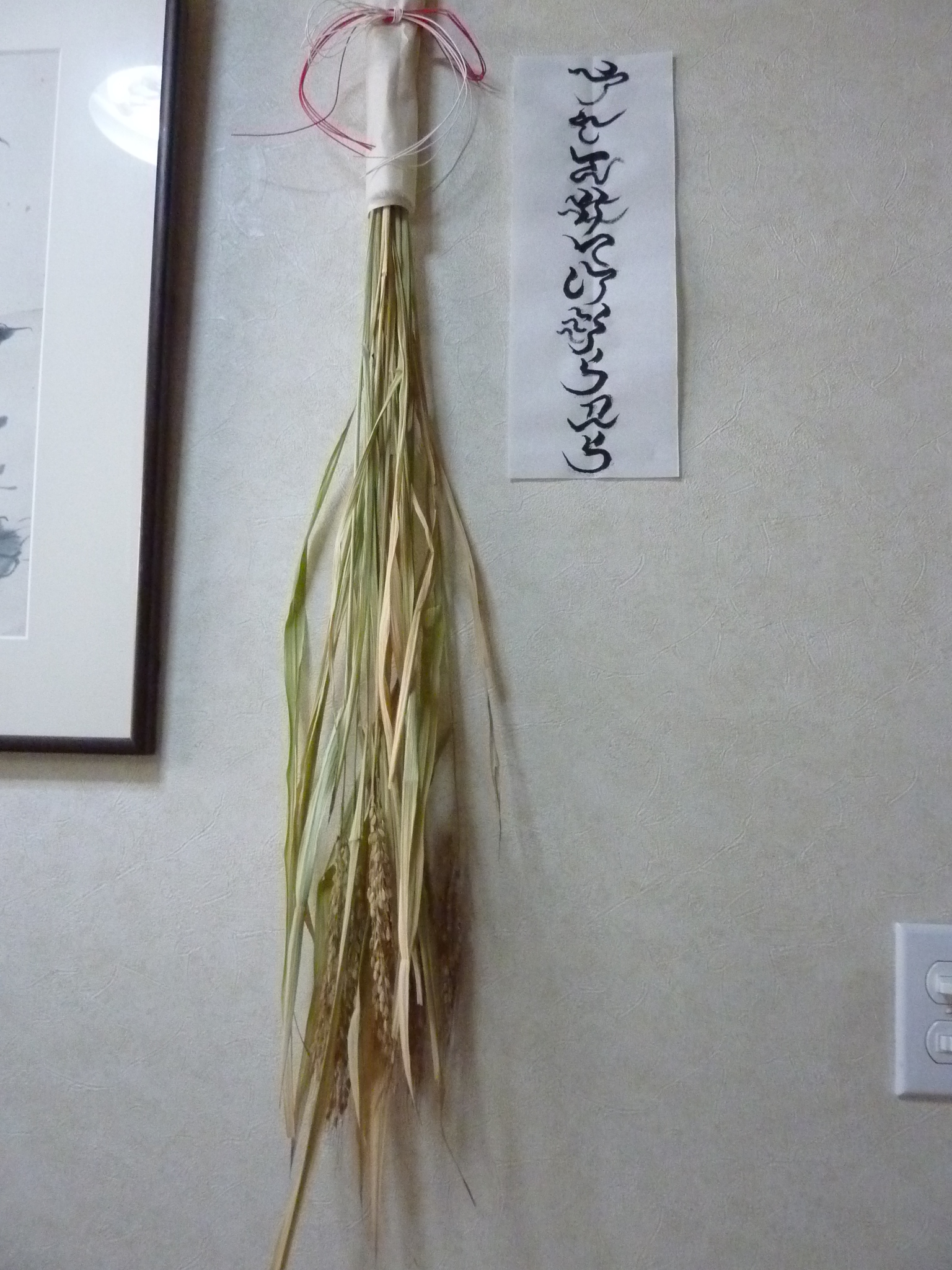 武蔵国分寺古代米の栽培にかかわらせて頂き感謝！