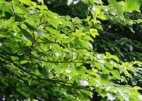 夏至朝日倍音浴