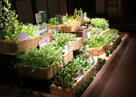 新年明けましてお野菜宴