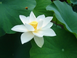 メディテーションヨガで倍音浴